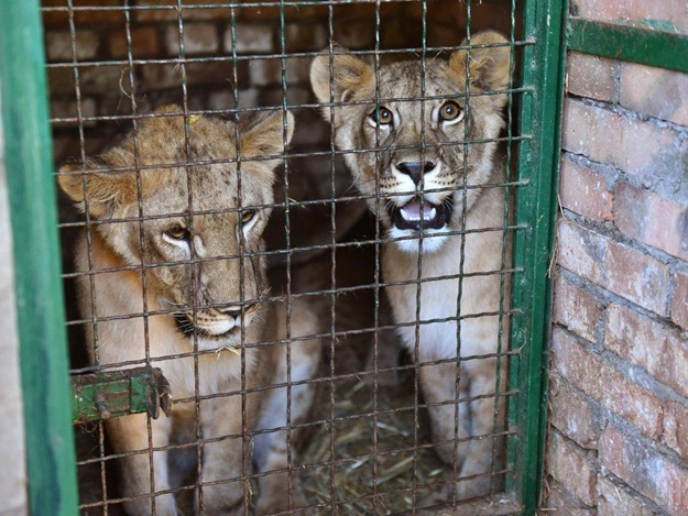 Львов из Бердянского зоопарка отправили в Южную Африку. Фото: УНІАН