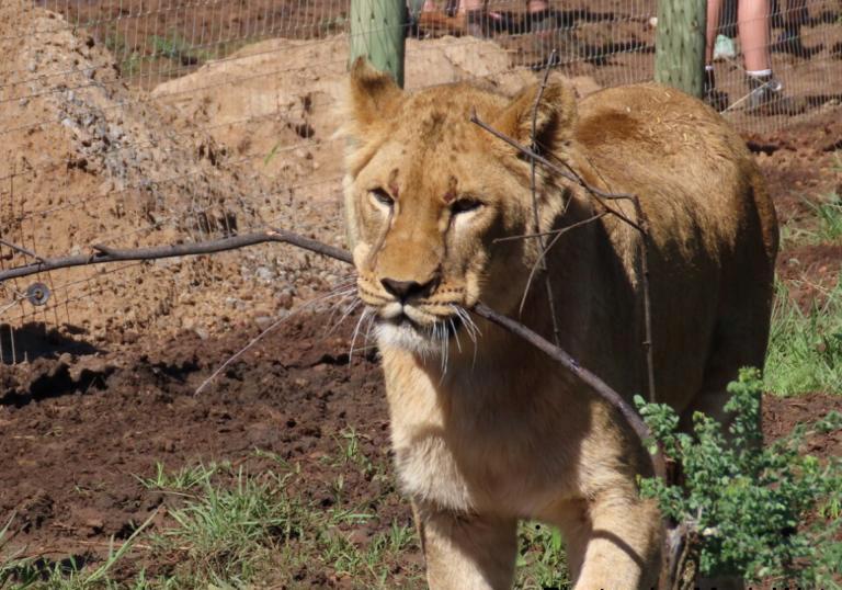 Львов из Бердянского зоопарка доставили в Африку. Фото: Mark Watson