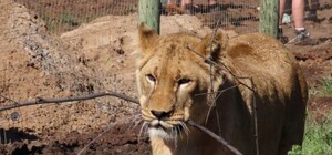 Выпустили на волю: львы из Бердянского зоопарка добрались в Африку (фото)