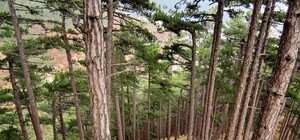 Решительно: Аксенов запретил сосны на Новый год