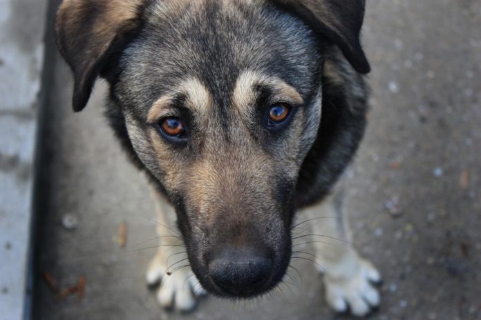 В Запорожье жестоко застрелили собаку. Фото из открытых источников