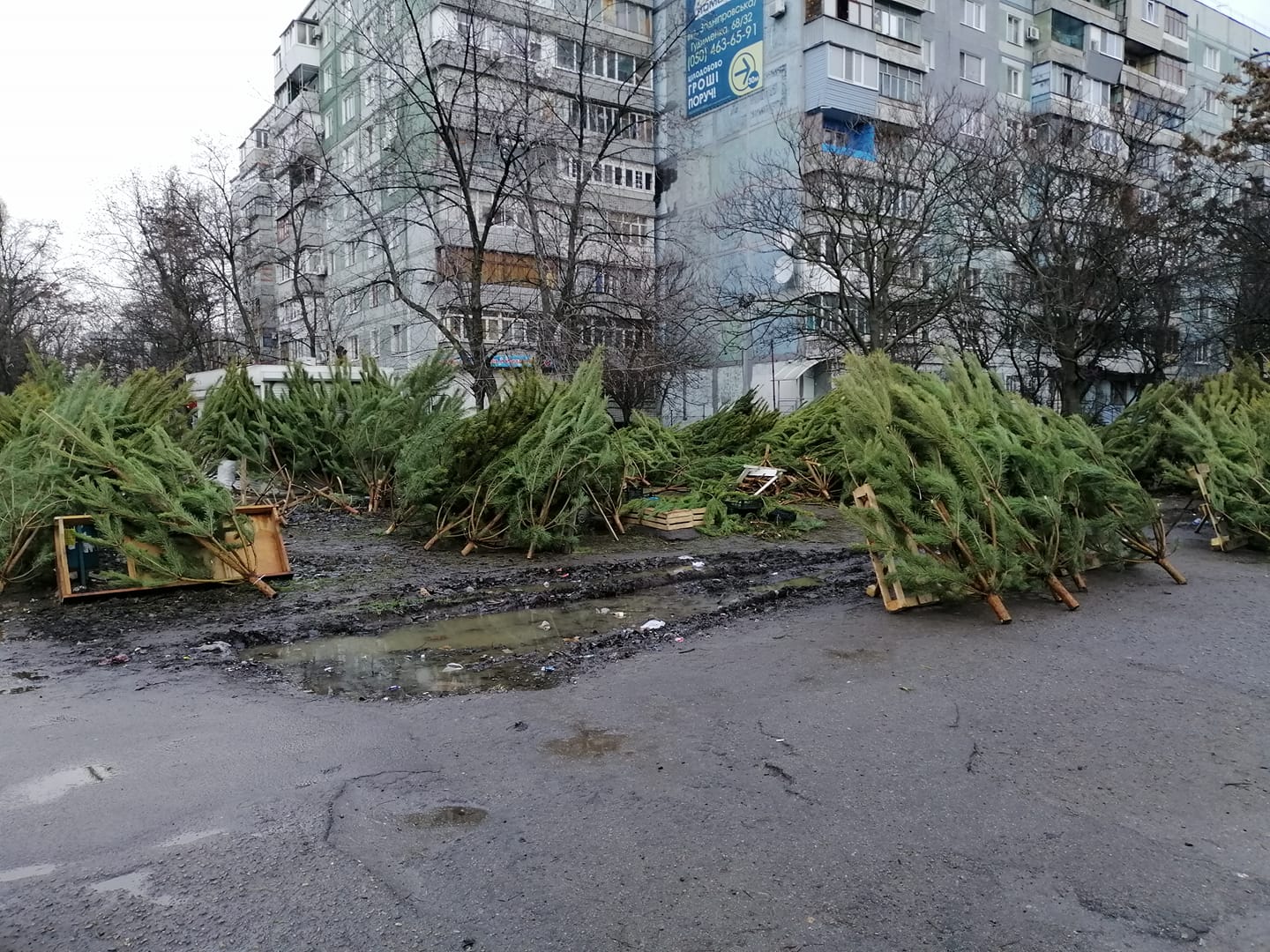 В Запорожье непроданные деревья бросают на улице / фото: fb Портал Бабурка