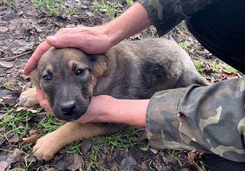 Возле АТК в Запорожье сбили щенка / фото: @animals_zp