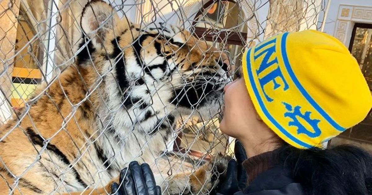 Нашли в ужасных условиях: харьковский экопарк приютил брошенных тигров из Киева