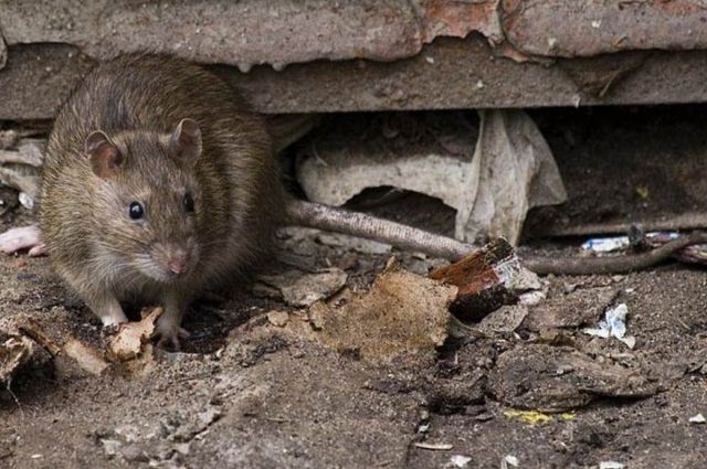 Нашествие крыс и полная антисанитария: в центре города образовалась стихийная свалка