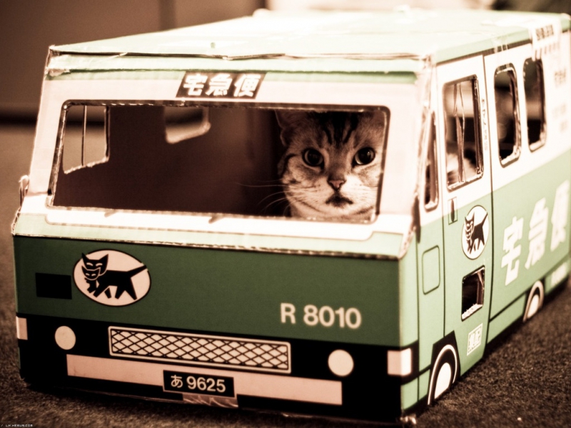 Котенок ездит по Запорожью в качестве пассажира. Фото из открытых источников
