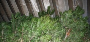 В МЧС рассказали, как и куда не надо ставить елку