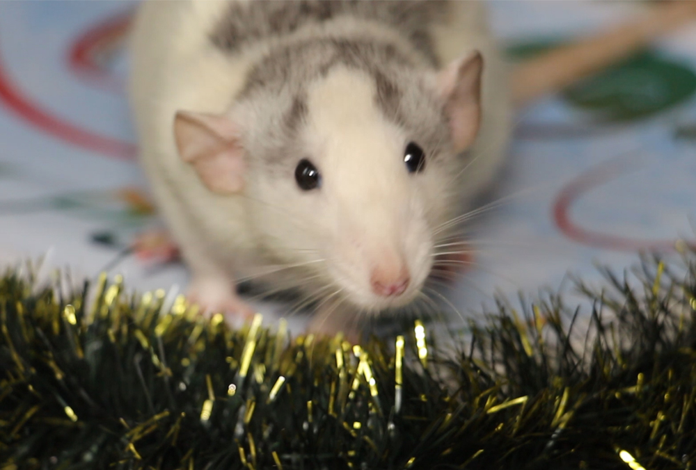 Видеофакт: в харьковском зоопарке крыса сделала прогноз на 2020 год