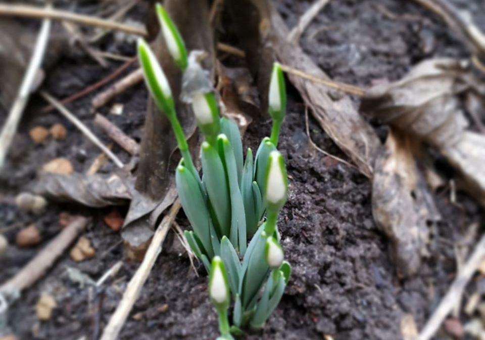 Не удивляйтесь: в Полтаве расцвели первоцветы