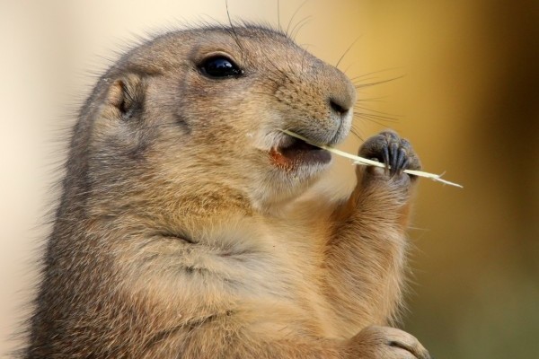 Знімай пуховик: яку погоду прогнозують львівські бабаки