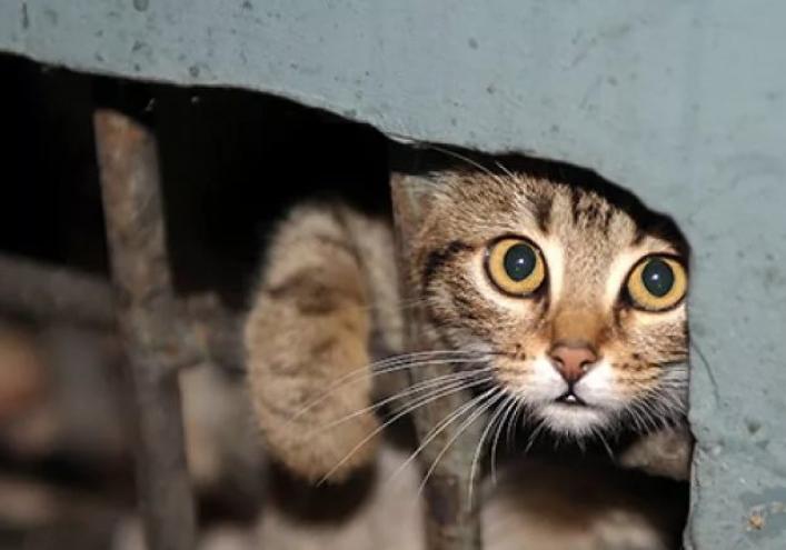 В Запорожье котов замуровали в подвале. Фото из открытых источников