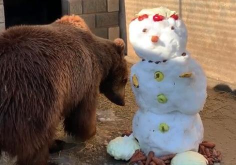 Медведь кушал снеговика в мелитопольском зоопарке (видео) / zoopark_strausug