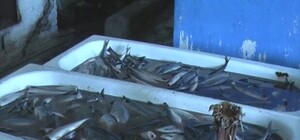 Жители Луганской области не успели попробовать тухлую рыбу