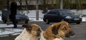 В Запорожье поженят влюбленных собачек