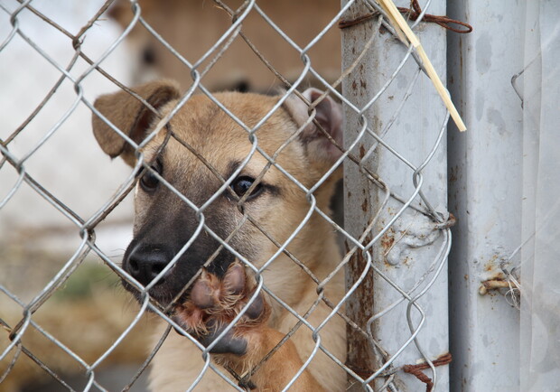 На данный момент  запорожском приюте около 70 собак.
Фото vgorode.ua