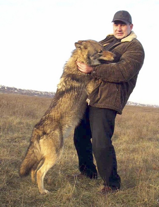Мелитополец живет среди небольшой стаи волков.
Фото fakty.ua.