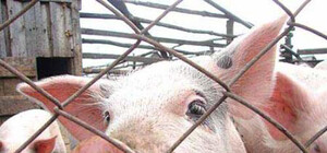 В Бердянске закрылись все свинофермы