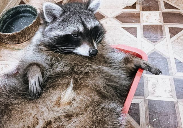 Мир джунглей - фото @zooworldds