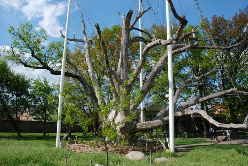 Запорізький дуб намагалися врятувати.