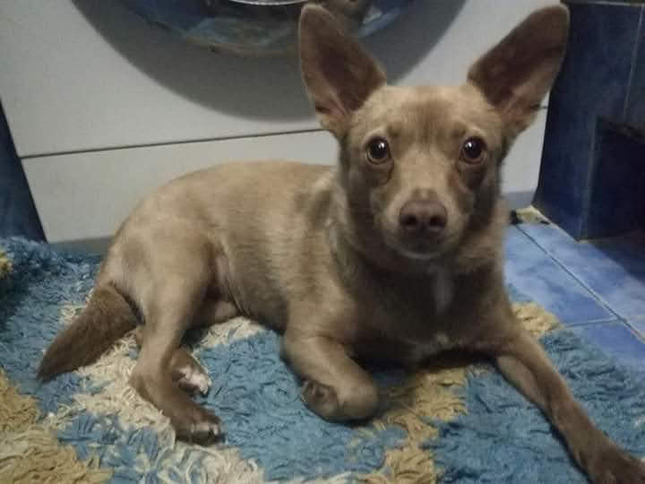 Пропала собака на Осипенковском / фото: fb Надежда Долгополова