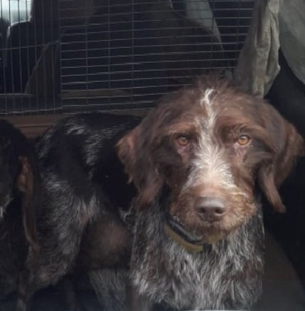 Пропал пес в Запорожье / фото: fb Дмитрий Мысак