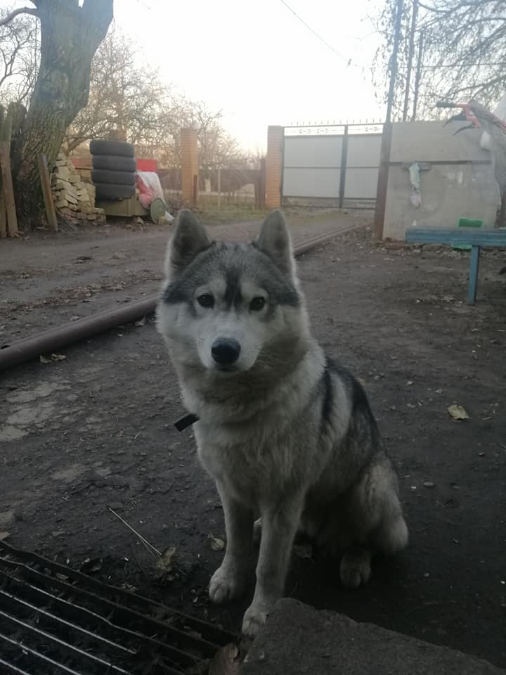 Найдена хаски в Запорожье / фото: fb Анатолий Ходун