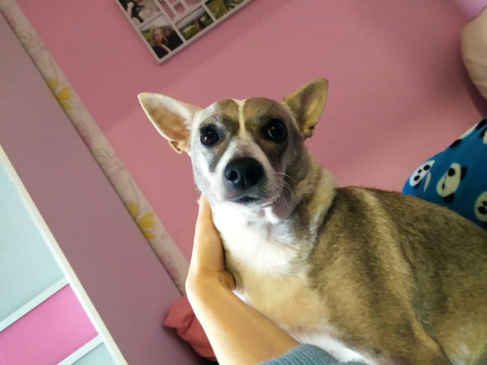 Потерялась собака в Запорожье / фото: fb Влада Сергина