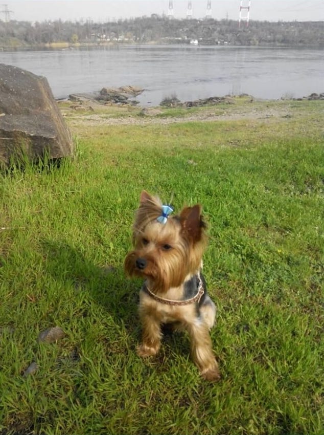 Пропал йорк в Запорожье / фото: fb Максим Резанов