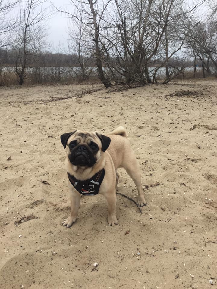 Пропал мопс Гриша в Запорожье / фото fb Дмитрий Семиголовский