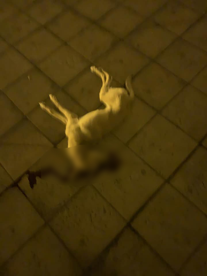 Погибшая собака / фото: fb Елена Пылова