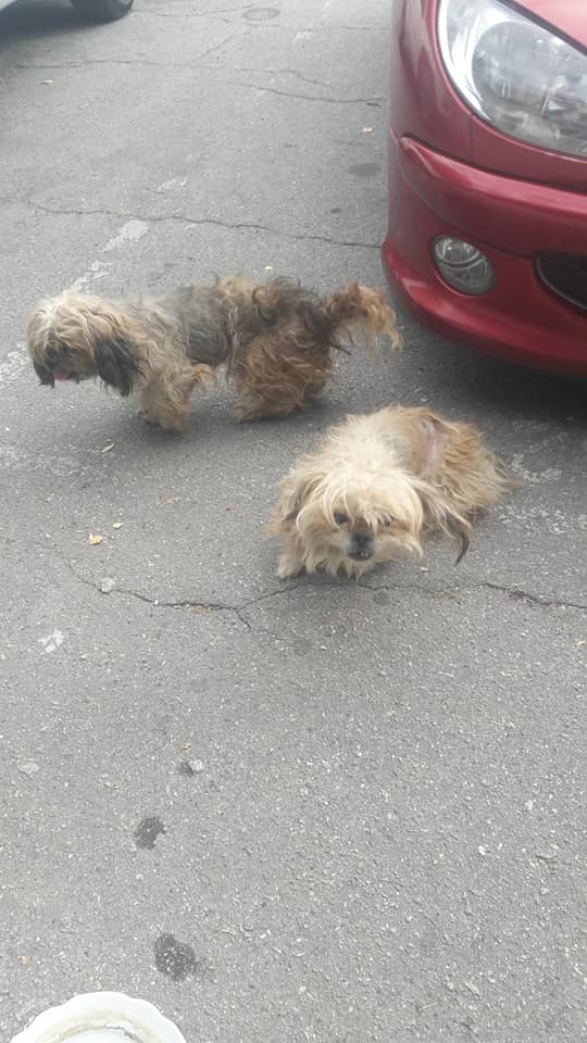 Собачки были в ужасном состоянии / фото: fb Нина Розовская