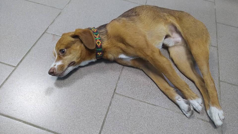 Сбитая собака на Бабурке / фото: fb Валерия Берестовая