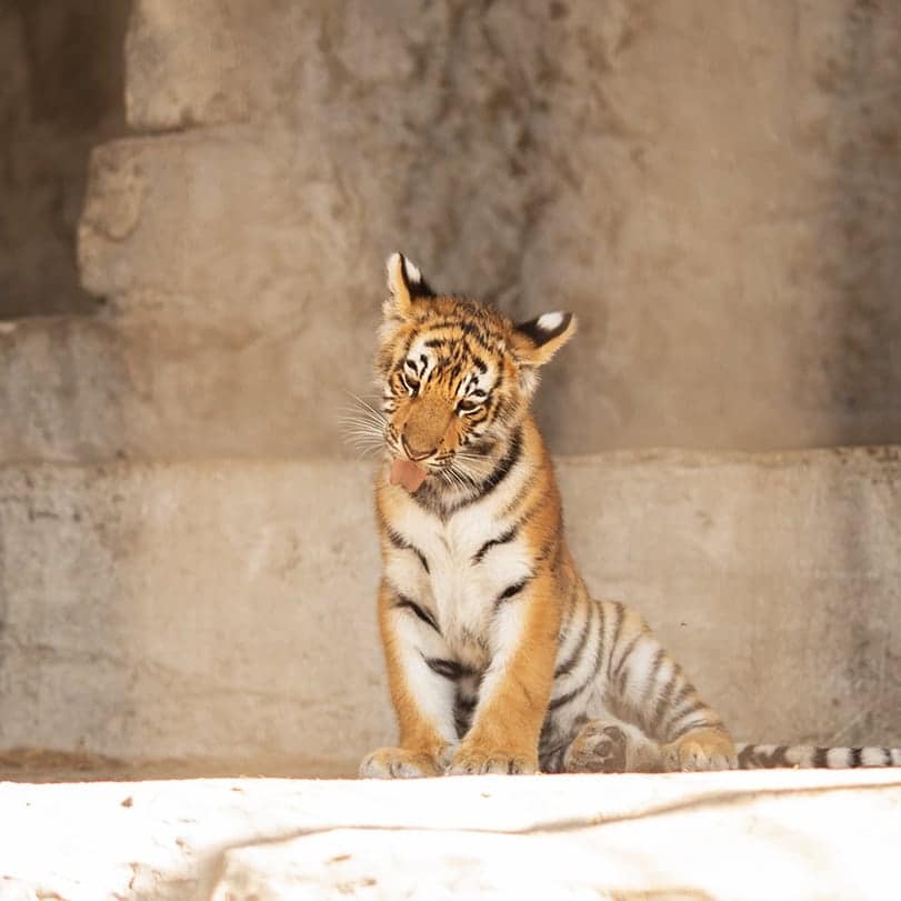 HomeZoo Center в Васильевке