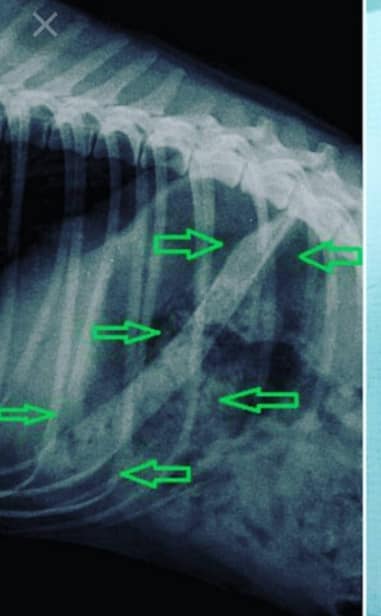 Зооволонтеры просят не оставлять кости возле мусорных баков