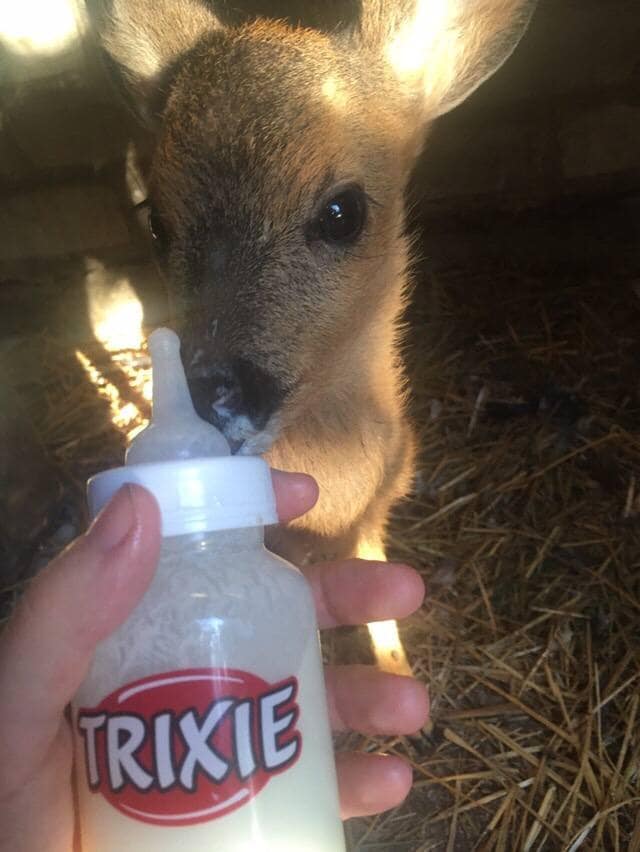 Малюка годували кожні 2 години - || фото: facebook.com/UAnimals.official