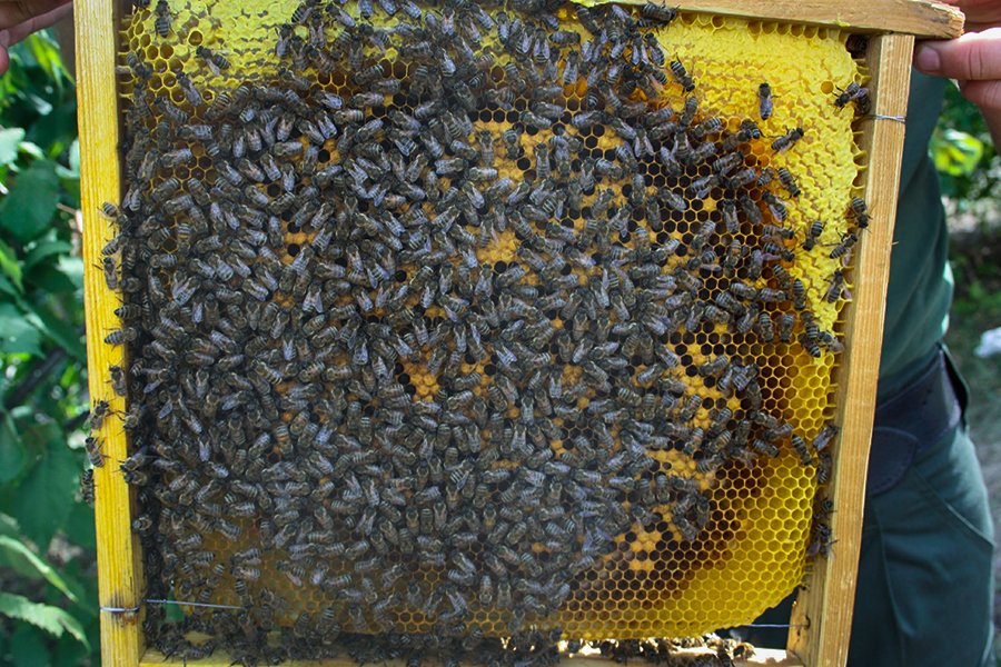 Найскладніше було знайти сім'ю бджіл - фото: facebook.com/ngu.south