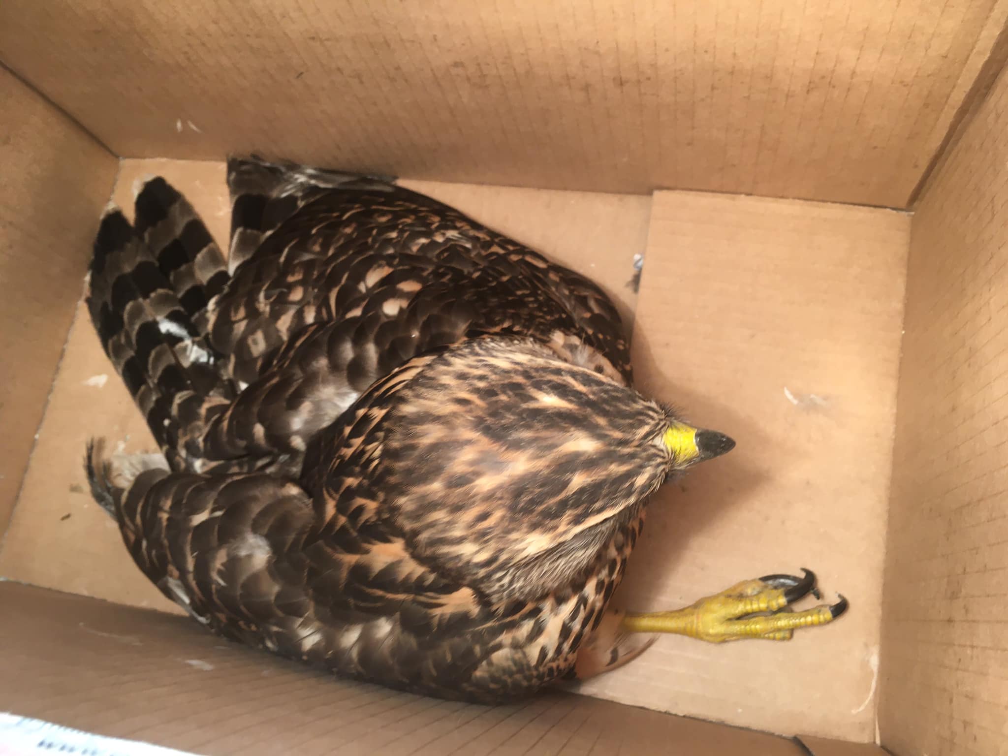 У Запоріжжі врятували хижого птаха, який під зливою сидів посеред дороги -