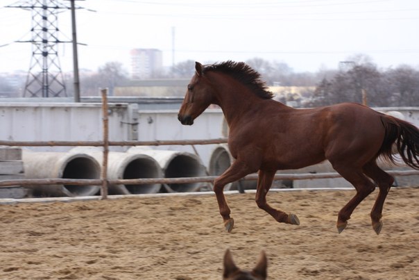 Лошадки в зоопарке "Симба" / фото со странички центра в соцсети
