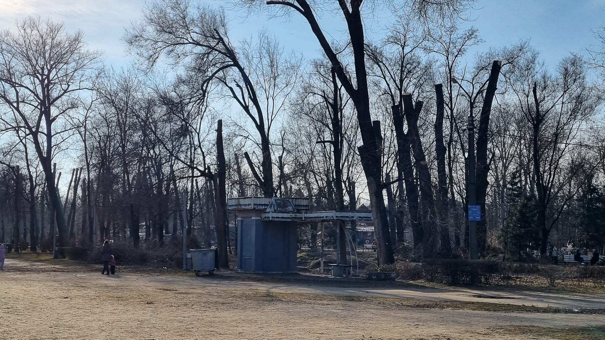 В Дубовке радикально обрезали деревья "под карандаш" -