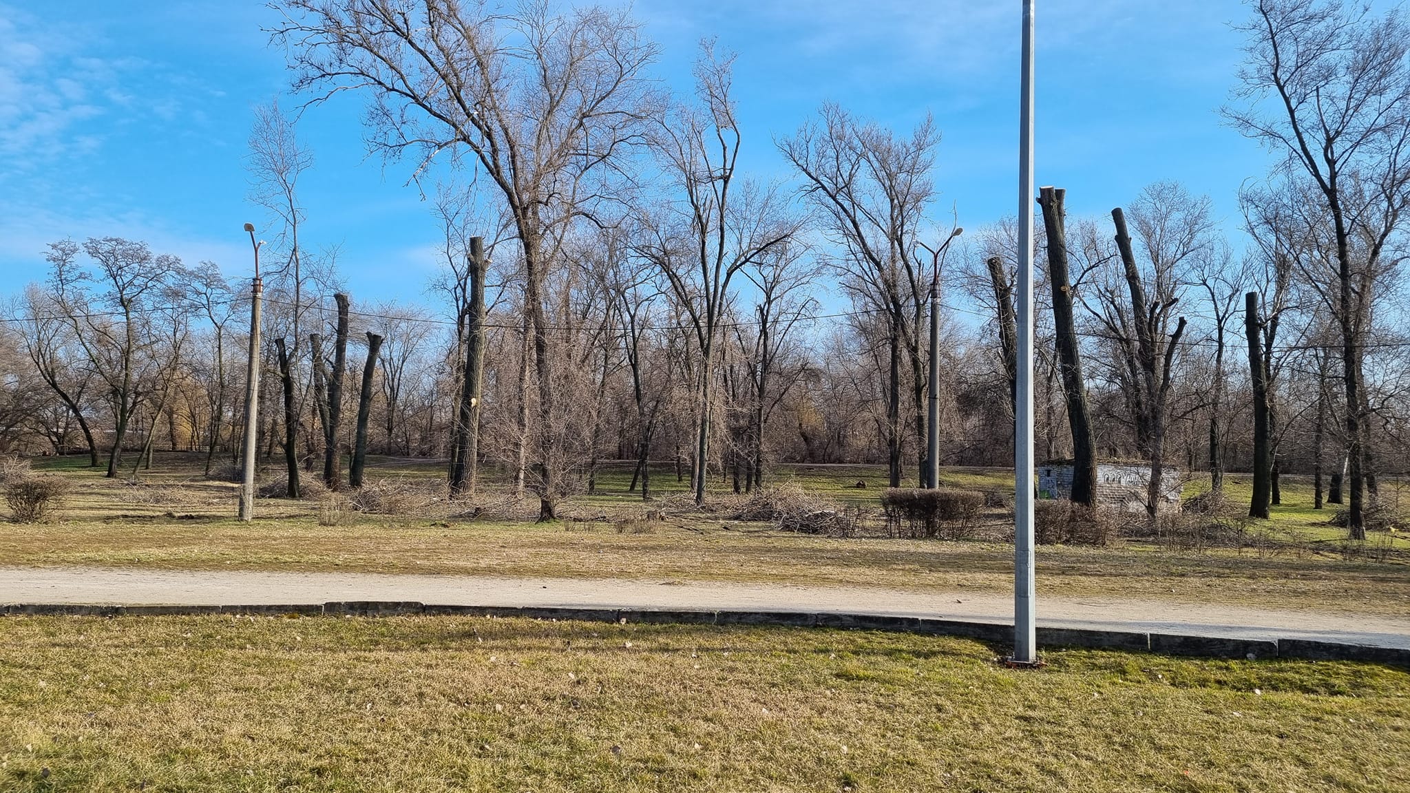 В Дубовке радикально обрезали деревья "под карандаш" -