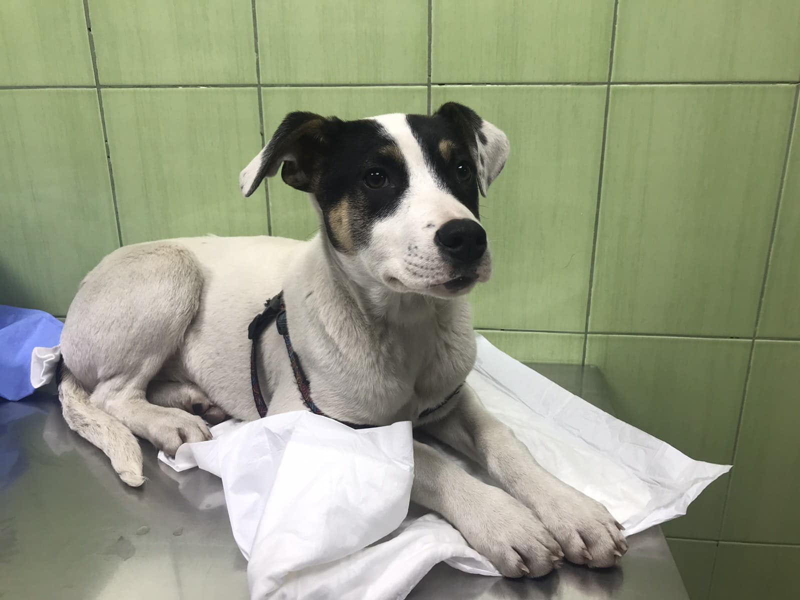 Бежал следом и скулил: в Запорожье выбросили щенка из машины.