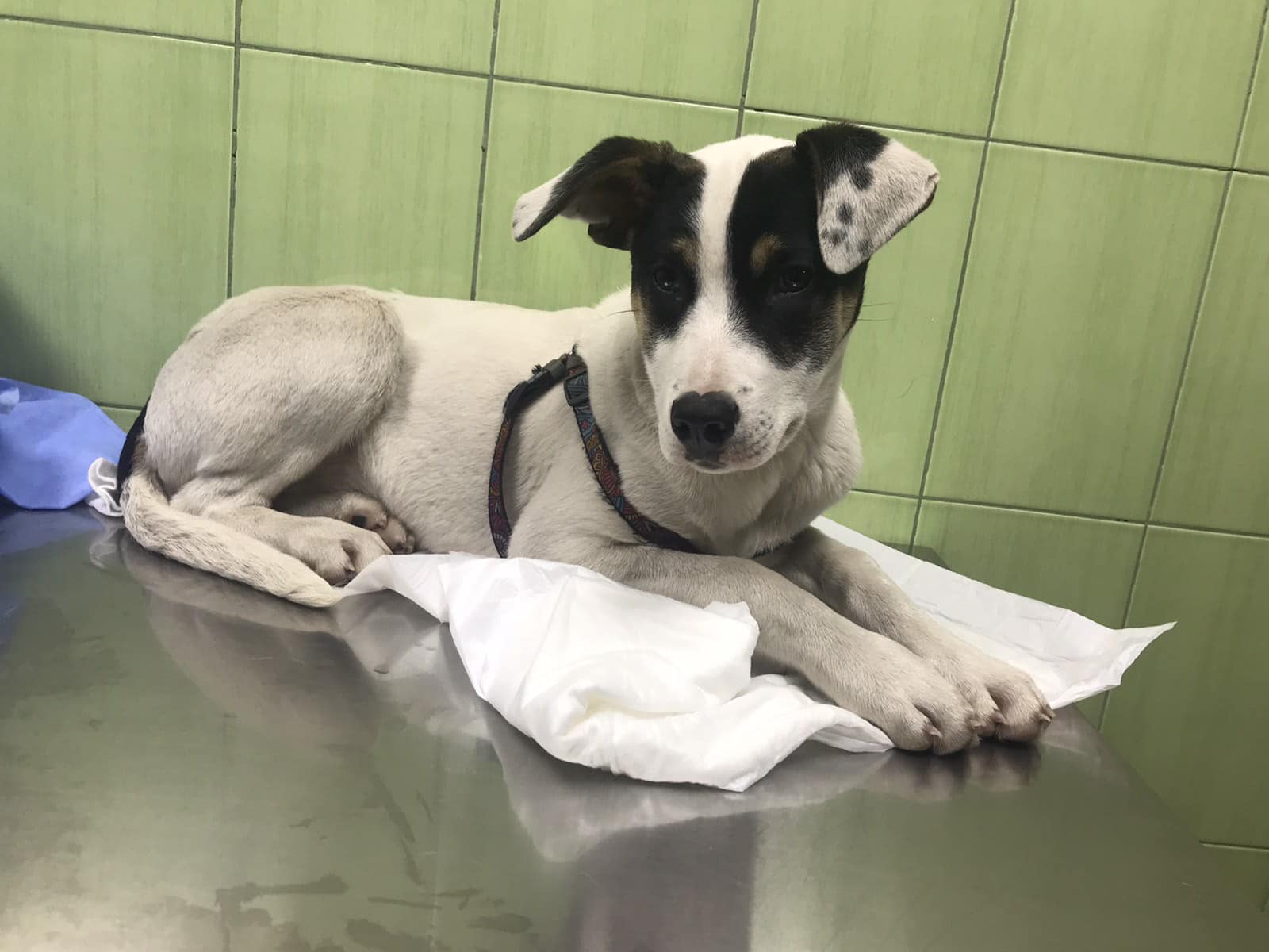 Бежал следом и скулил: в Запорожье выбросили щенка из машины.