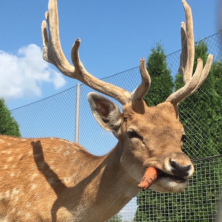 В этом зоопарке даже олени есть  / фото со страницы "Страусиной фермы"