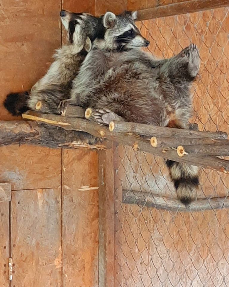 Енотики в Aquazoo / фото со страницы зоопарка