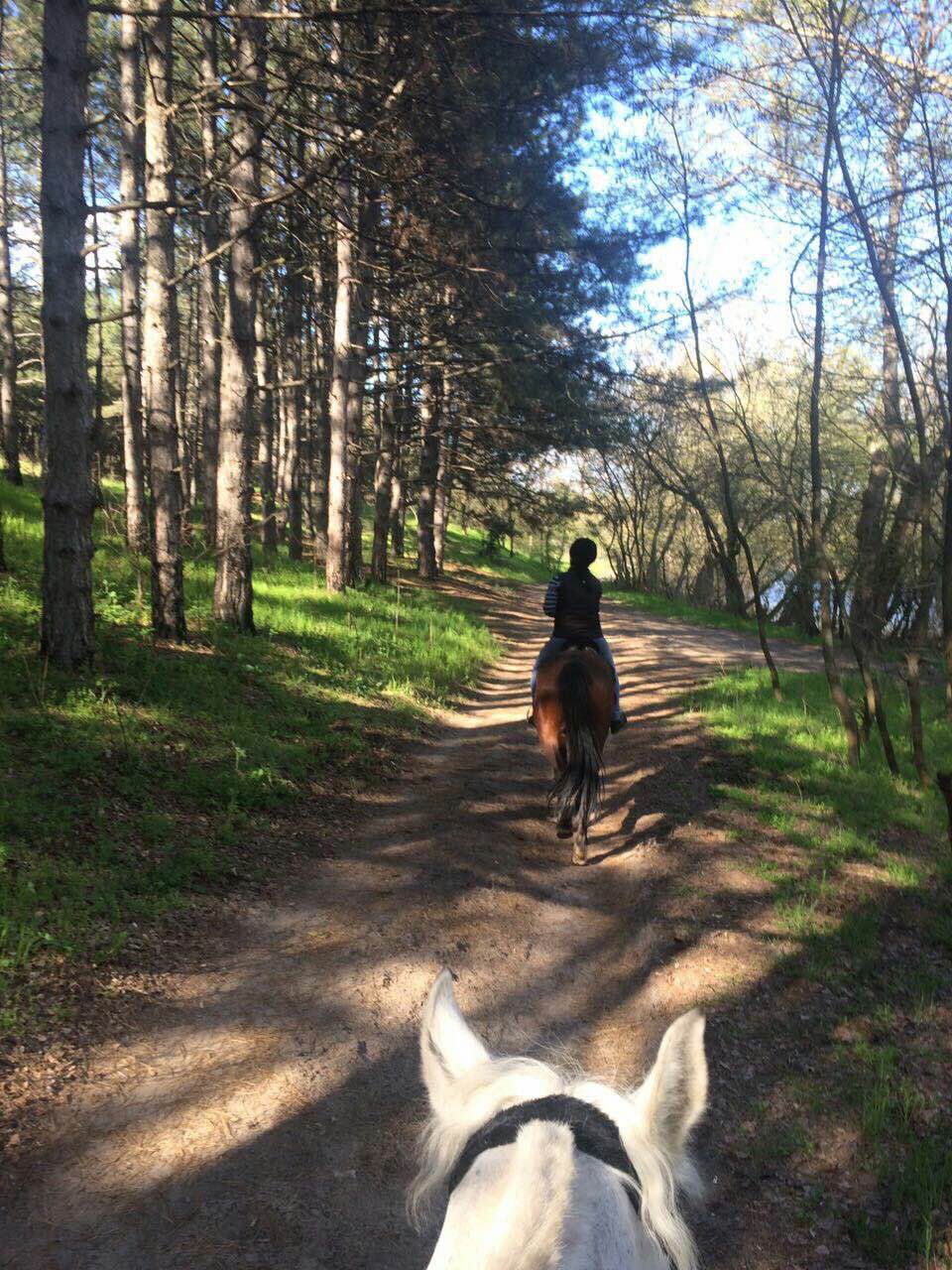 Конные прогулки в Запорожье фото 1