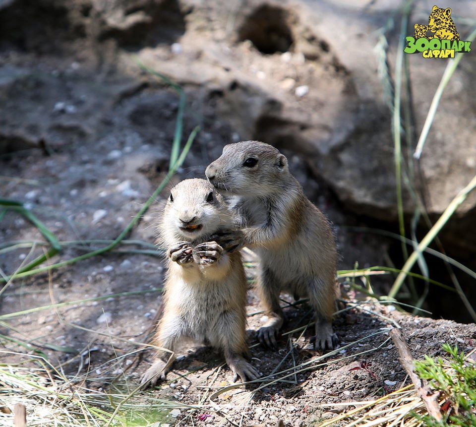 "Сафари" уже вышел из карантина и начал работать / фото со страницы зоопарка в Fb