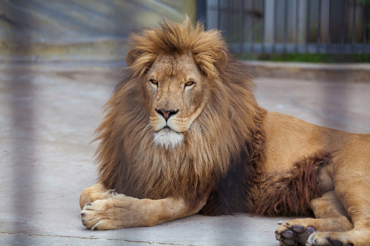 Лев в зоопарке "Симба" / фото со странички центра в соцсети