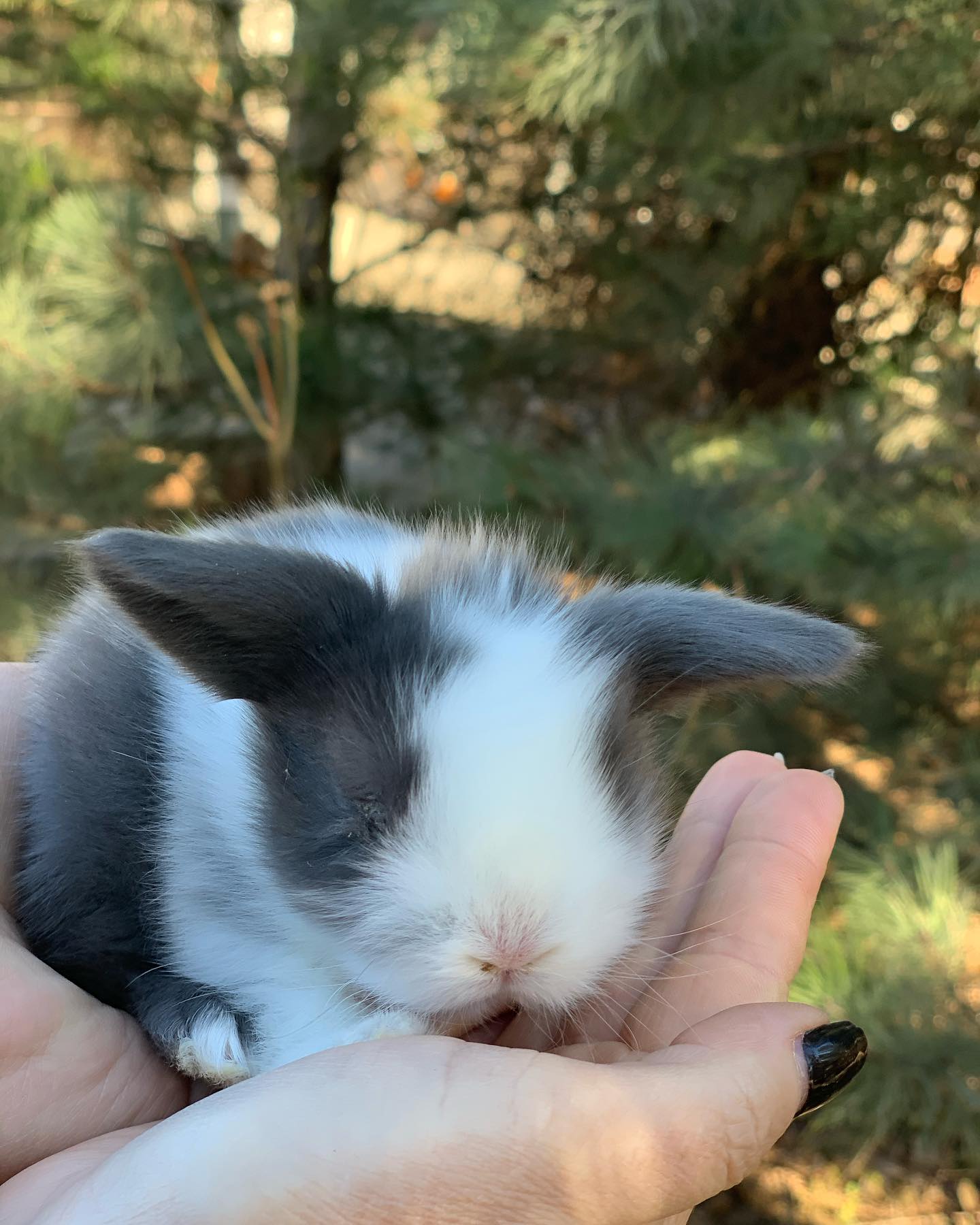 А это малыш кролика / фото: fb Зоопарк "Страусиная ферма" г.Мелитополь
