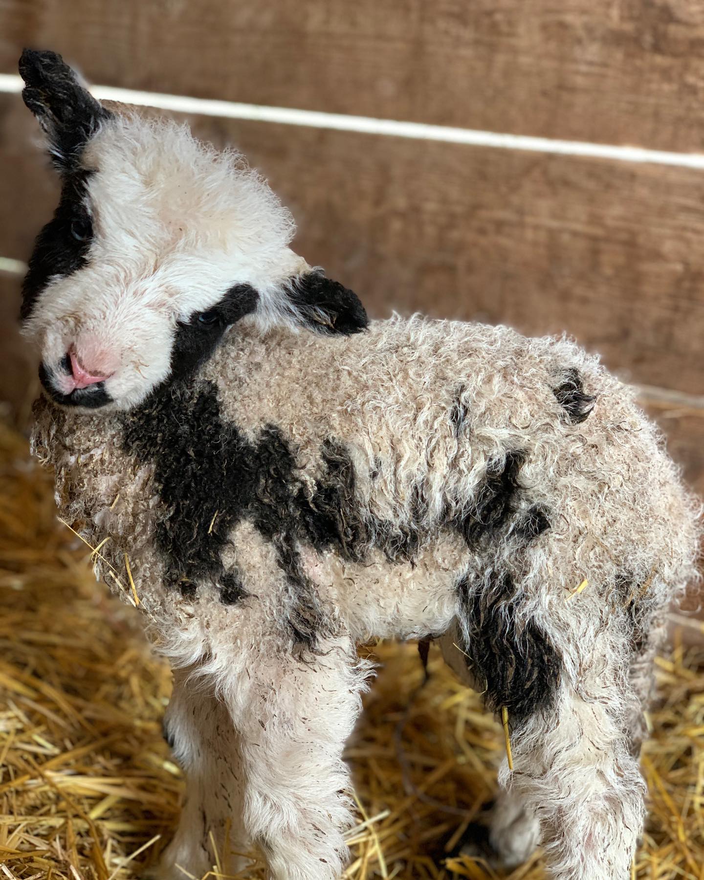 Очаровательный малыш овечки / фото: fb Зоопарк "Страусиная ферма" г.Мелитополь