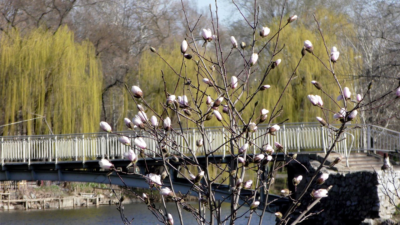 Смотреть не приходи: в Дубовке зацвели магнолии (фото) фото 1